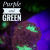 Purple & Green Blastomussa Wellsi - PetStore.ae