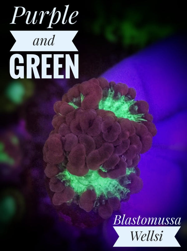 Purple & Green Blastomussa Wellsi - PetStore.ae