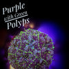 Purple with Lime Green Polyps Blastomussa Merletti - PetStore.ae