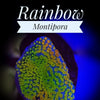 Rainbow Montipora - PetStore.ae