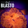 Red Blastomussa - PetStore.ae