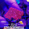 Red Stylocoeniella - PetStore.ae
