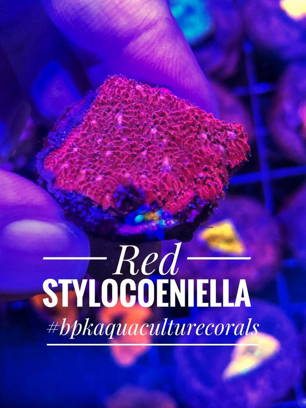 Red Stylocoeniella - PetStore.ae