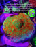 products/bpk-live-stock-reverse-sunset-montipora-17572734042274.jpg
