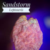 Sandstorm Leptoseris - PetStore.ae