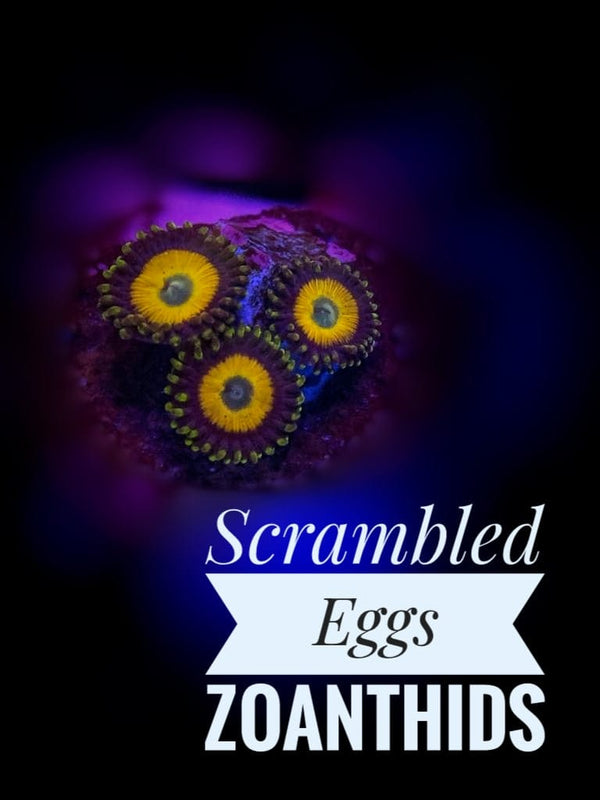 Scrambled Egg Zoanthids - PetStore.ae