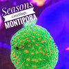 Seasons Greetings Montipora - PetStore.ae