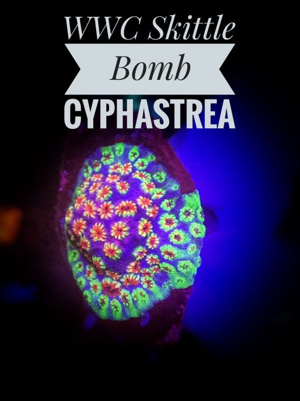 Skittle Bomb Chyphastrea - PetStore.ae