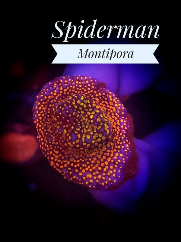 Spiderman Montipora - PetStore.ae