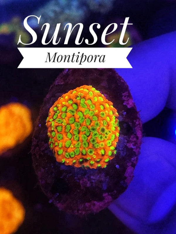 Sunset Montipora - PetStore.ae