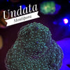 Undata Montipora - PetStore.ae