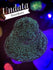 products/bpk-live-stock-undata-montipora-38545282236646.jpg