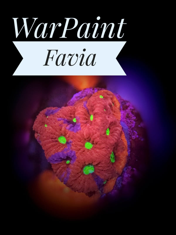 War Paint Favia - PetStore.ae