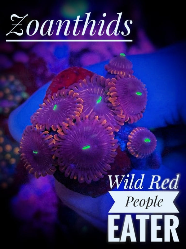 Wild Red People Eater Zoanthids - PetStore.ae