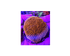 products/bpk-live-stock-wwc-beach-bum-montipora-17573415420066.png
