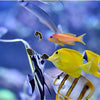 Easy reefs®MassTick14 - PetStore.ae