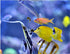 products/easy-reefs-aquatics-easy-reefs-easymasstic-29123632332962.jpg