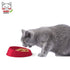 products/georplast-pet-supplies-pet-bowl-georplast-vibrissa-bowl-small-29793842659490.jpg