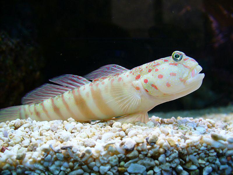 Cryptocentrus Leptocephalus - Pink-and Blue Spotted Goby