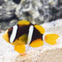 products/indonesia-live-stock-clownfish-amphiprion-clarkii-clarkii-clown-16600441225351.jpg