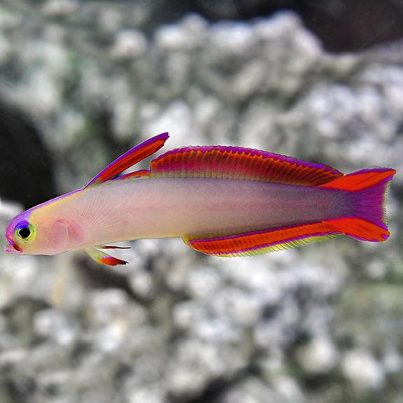 Purple Firefish - (Nemateleotris decora)