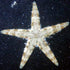 Astropecten Polyacanthus - Sand Sifting Sea Star - PetStore.ae