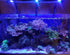 products/lumini-aqua-system-aquatics-pixie-30-led-aquarium-lighting-lumini-aqua-system-16844352061575.jpg