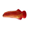 Catnip Fish Red Arowana Cat Toy - Mikki - PetStore.ae