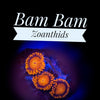 Bam Bam Zoanthids - PetStore.ae