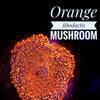 Orange Rhodactis Mushroom - PetStore.ae
