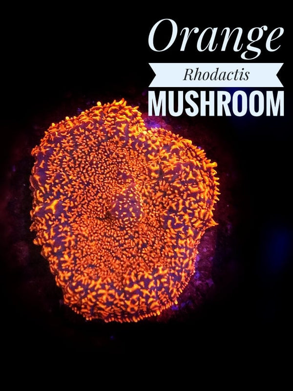 Orange Rhodactis Mushroom - PetStore.ae