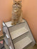 products/petstore-ae-pet-supplies-cat-house-catzone-cat-house-stairs-murphy-30270196088994.jpg