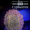 Rose Gold Cyphastrea - PetStore.ae