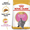 Feline Breed Nutrition British Shorthair Kitten - Royal Canin - PetStore.ae