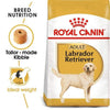 Labrador Retriever Adult Dog Food - Royal Canin - PetStore.ae