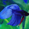 Halfmoon Betta Fish (Betta Splendens)