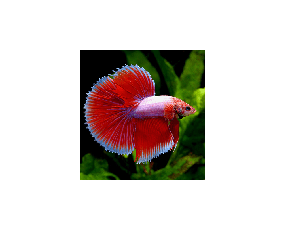 Order live sales betta fish online